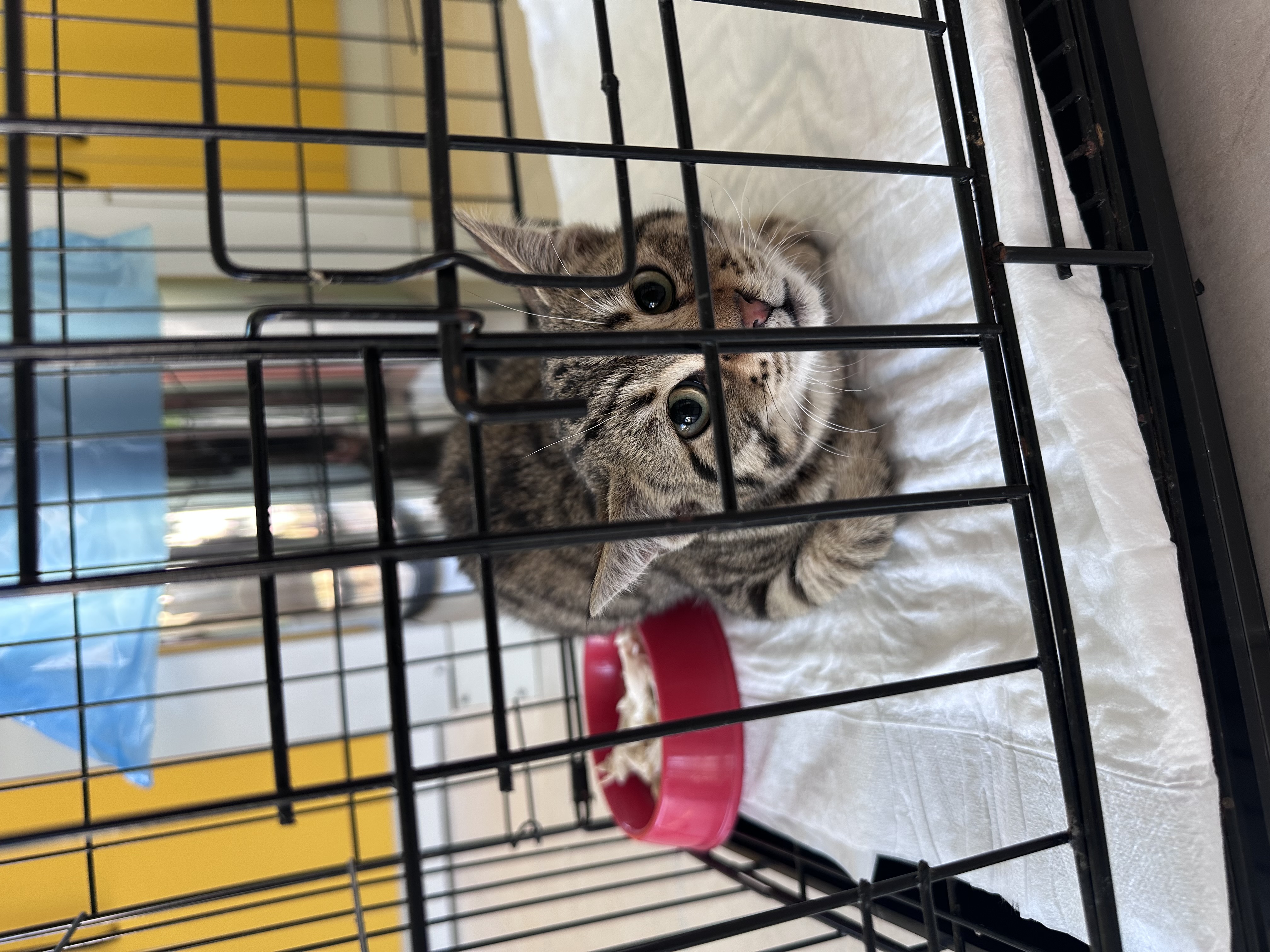 db Veteriner Fotoğraf