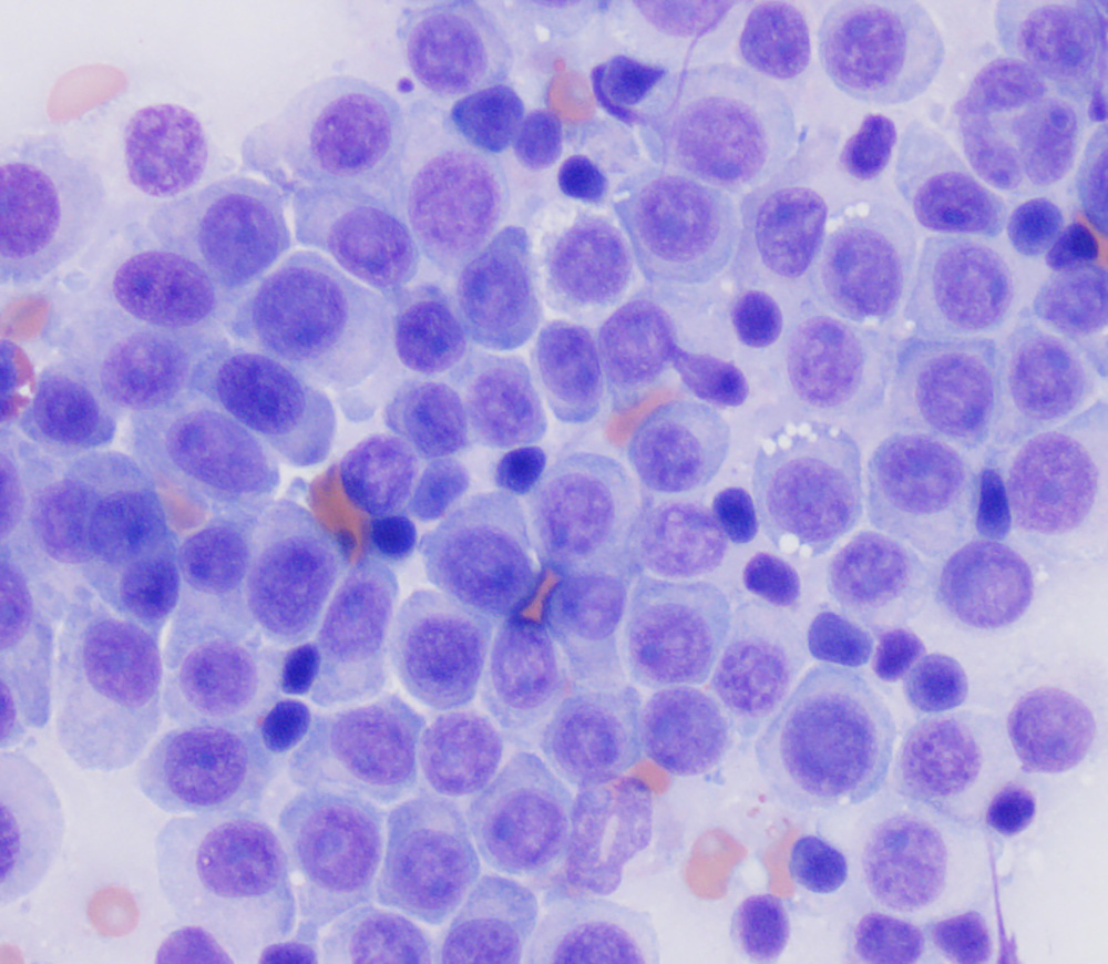 TVT (transmissible Veneral Tümör)  - db Veteriner