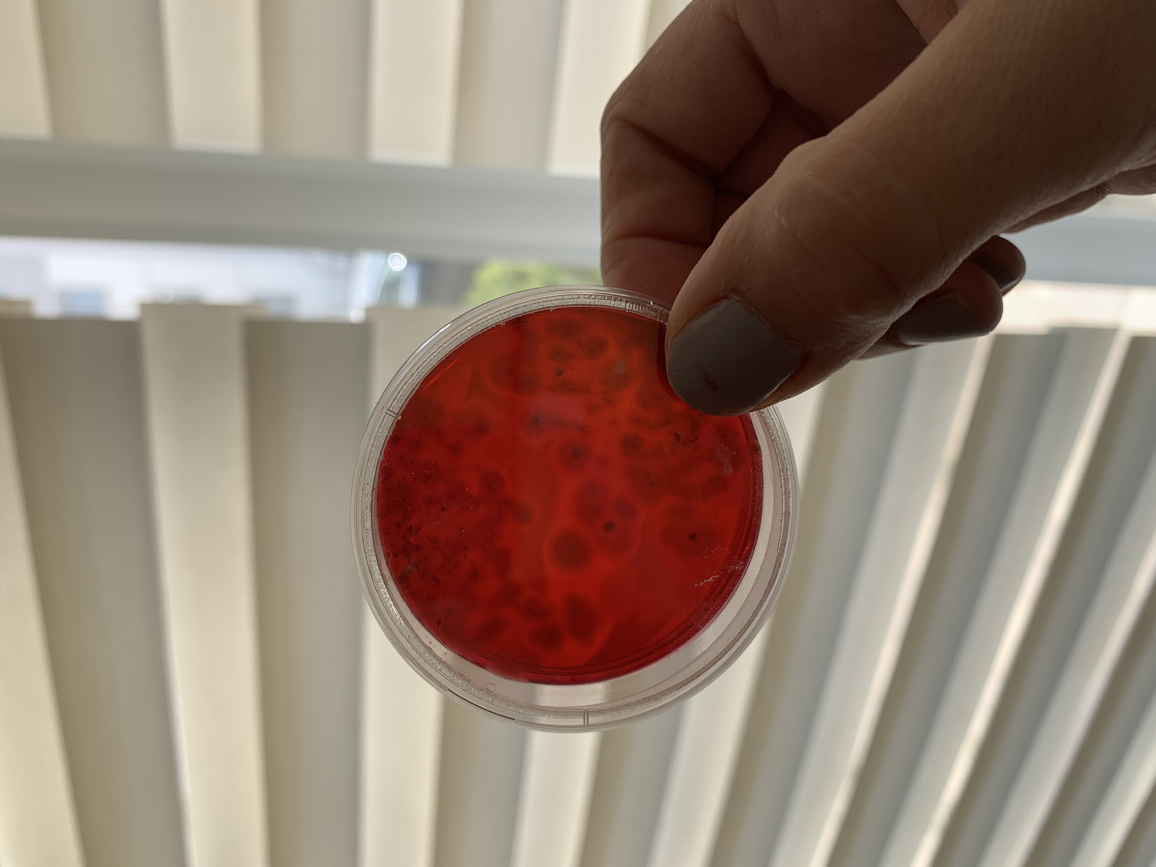 Evcil dostlarımızda görülen mantar problemleri - db Veteriner