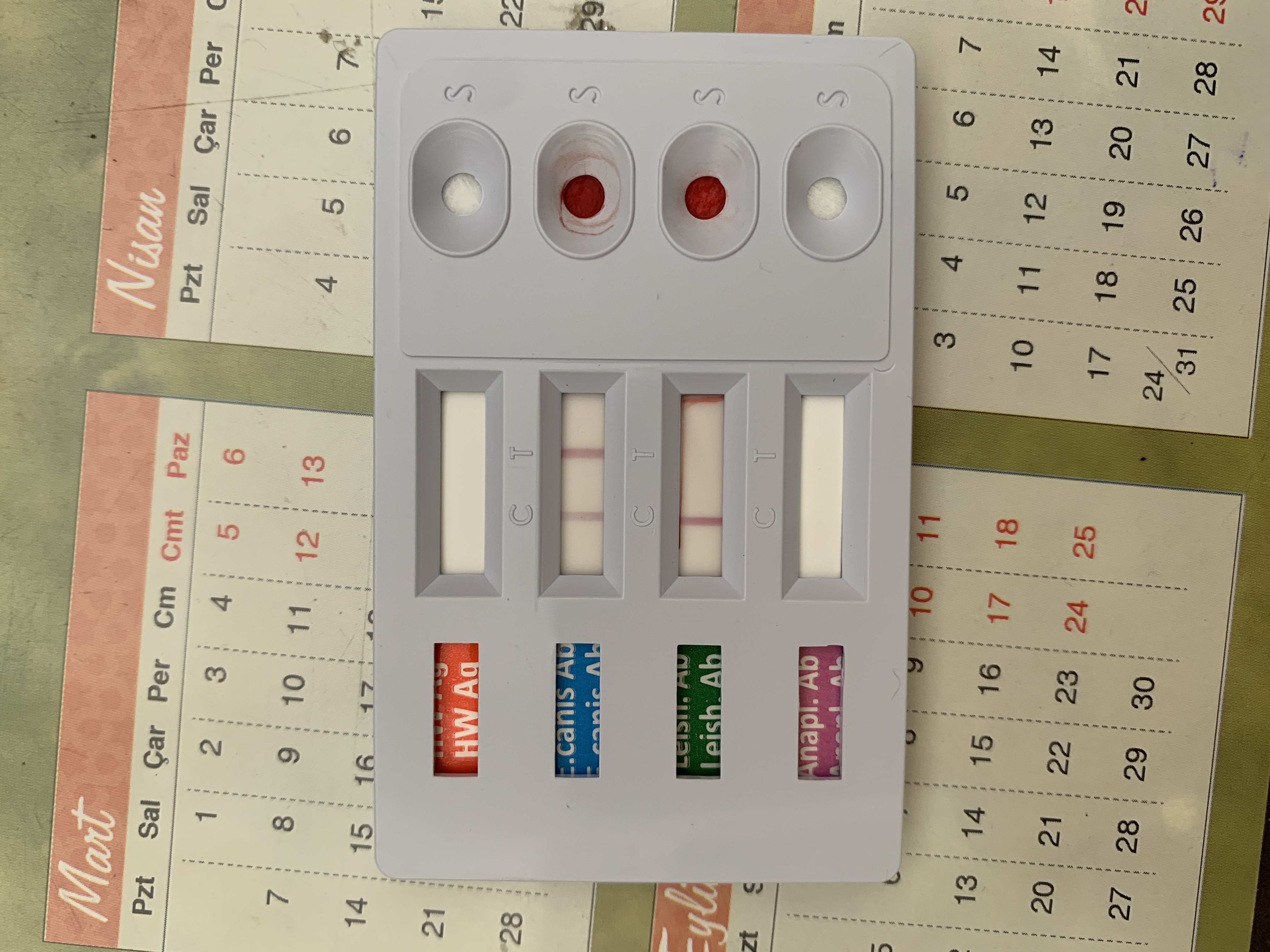 Ehrlichia Canis ( Köpeklerde yaygın görülen kan paraziti) - db Veteriner