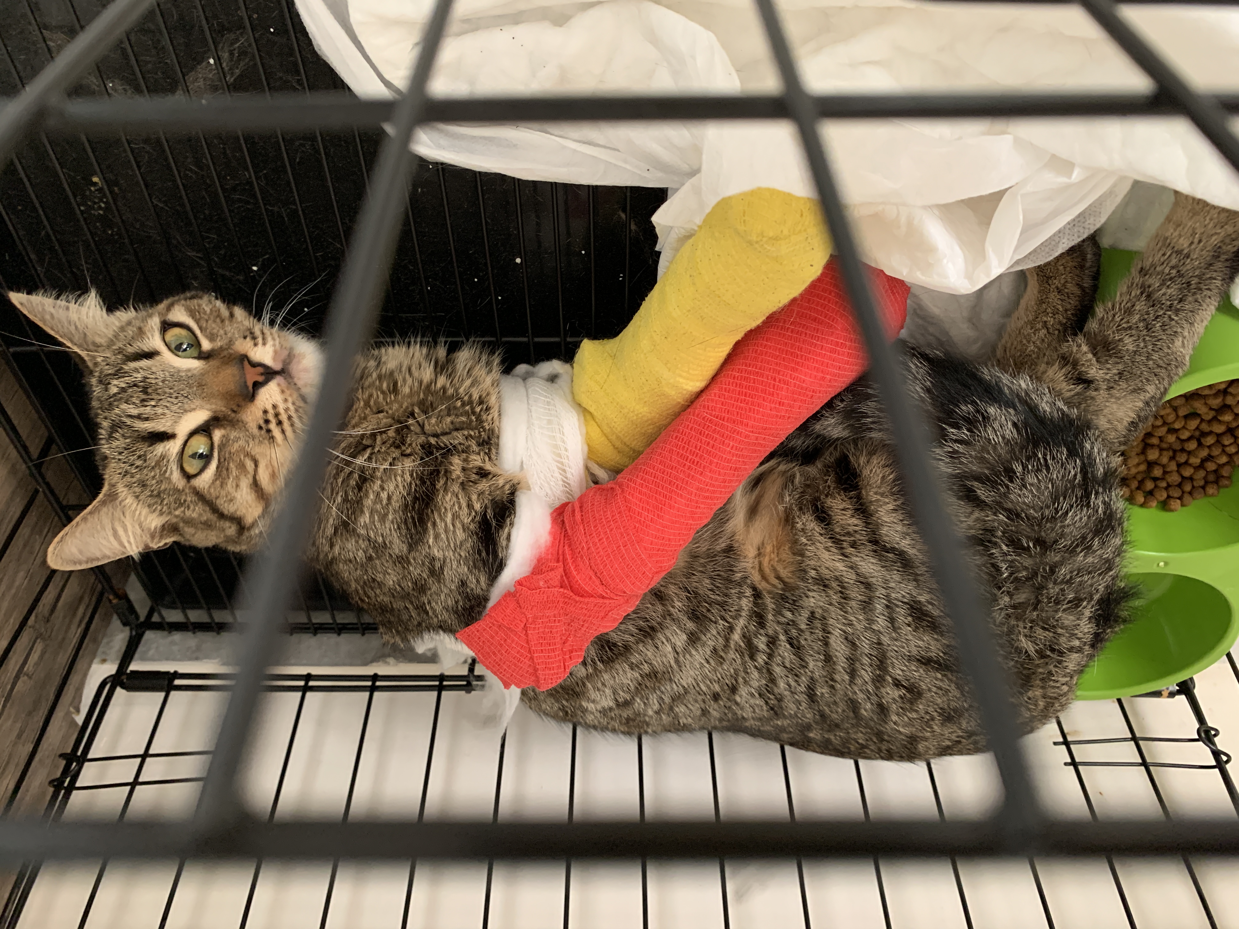 db Veteriner Fotoğraf