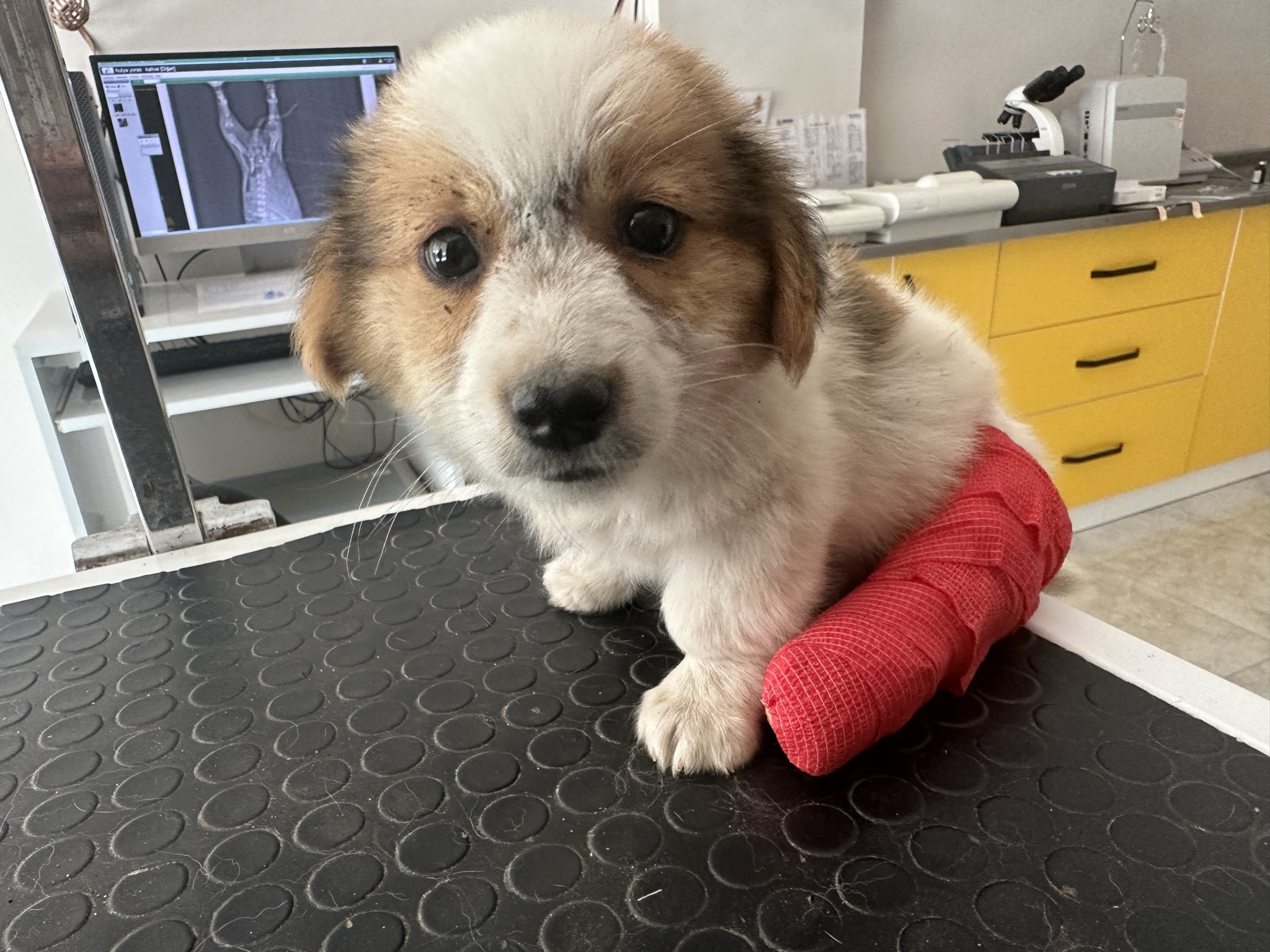 db Veteriner Fotoğraf