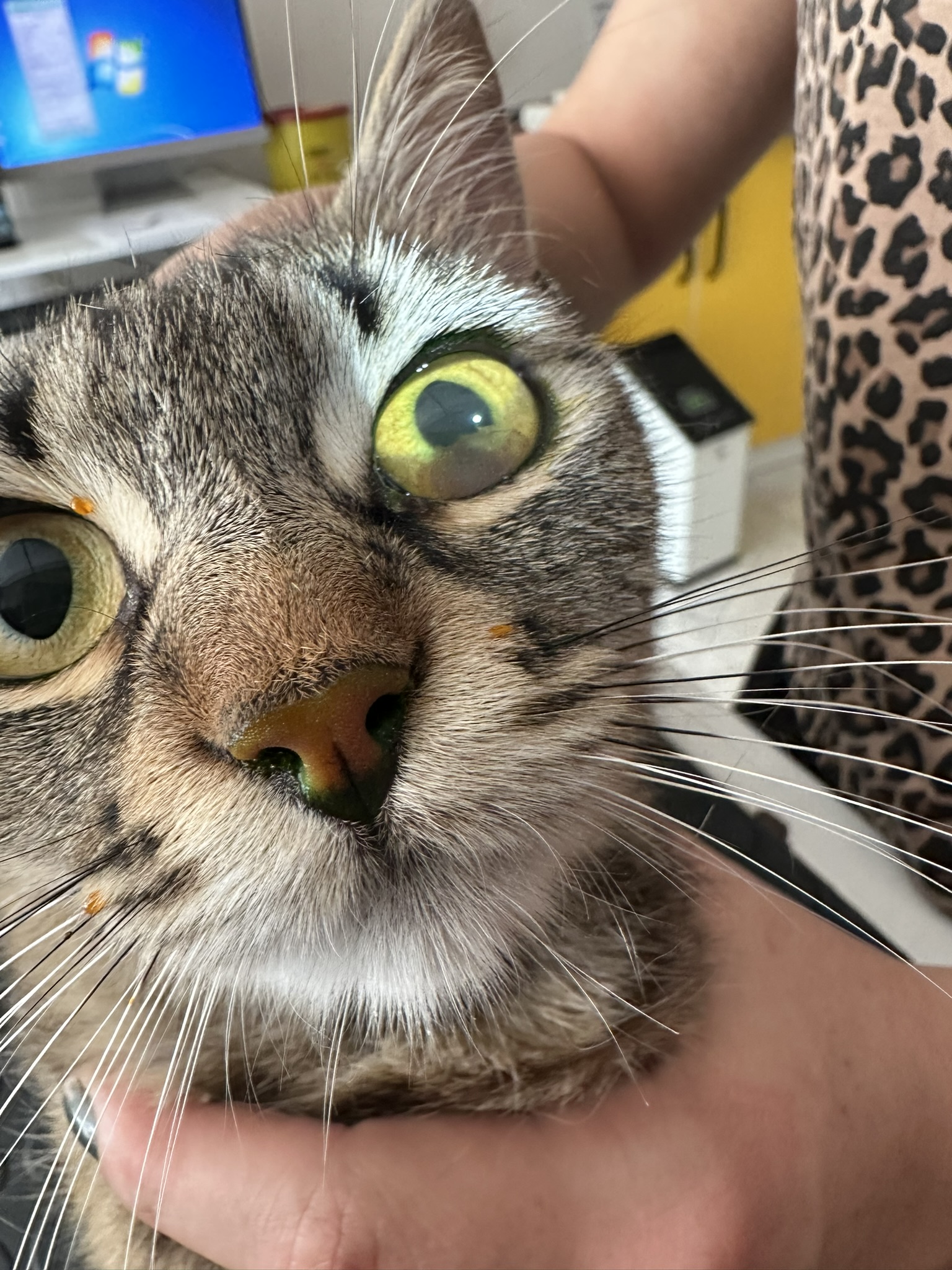 db Veteriner Fotoğraf