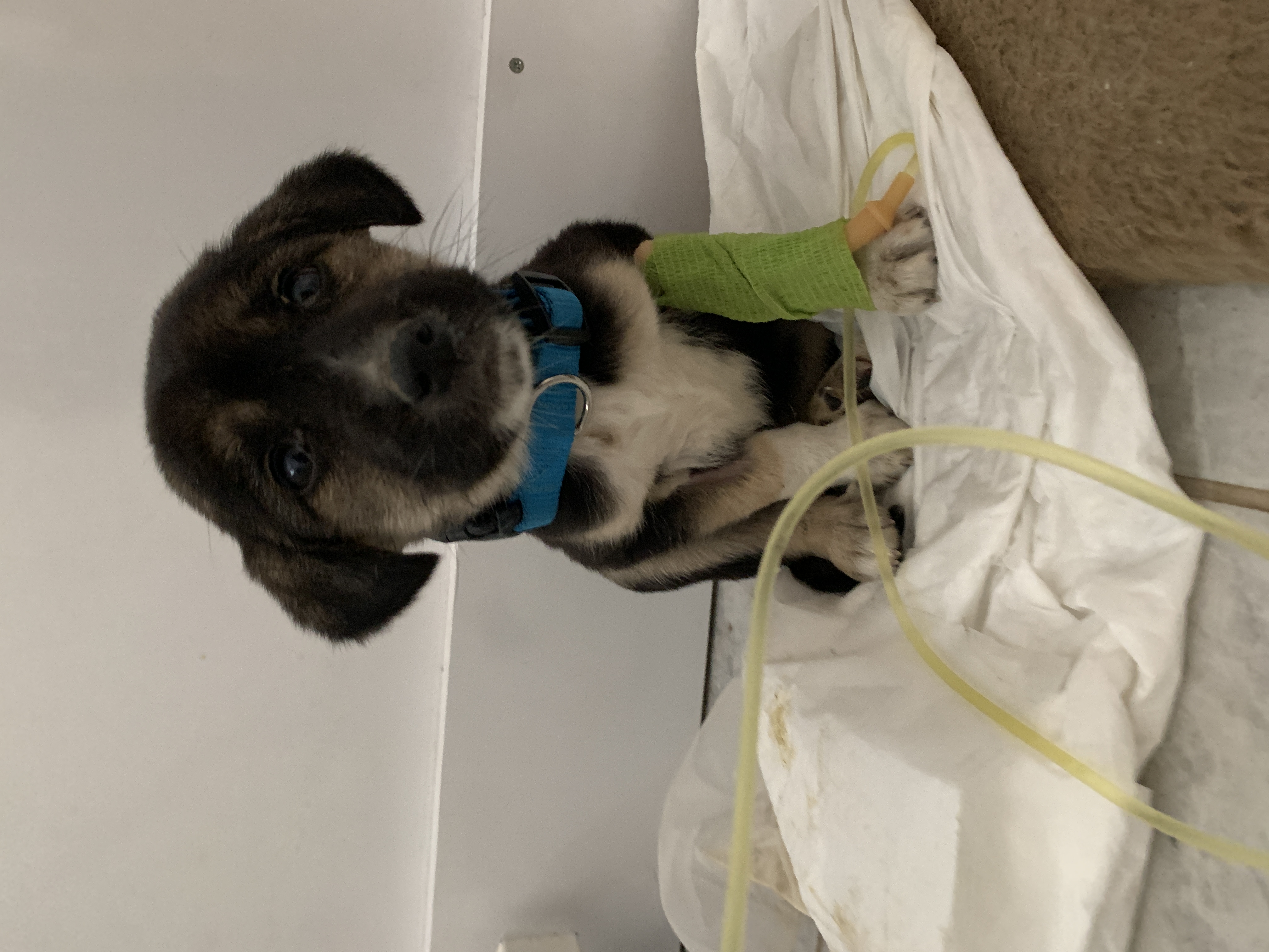 db Veteriner Fotoğraf