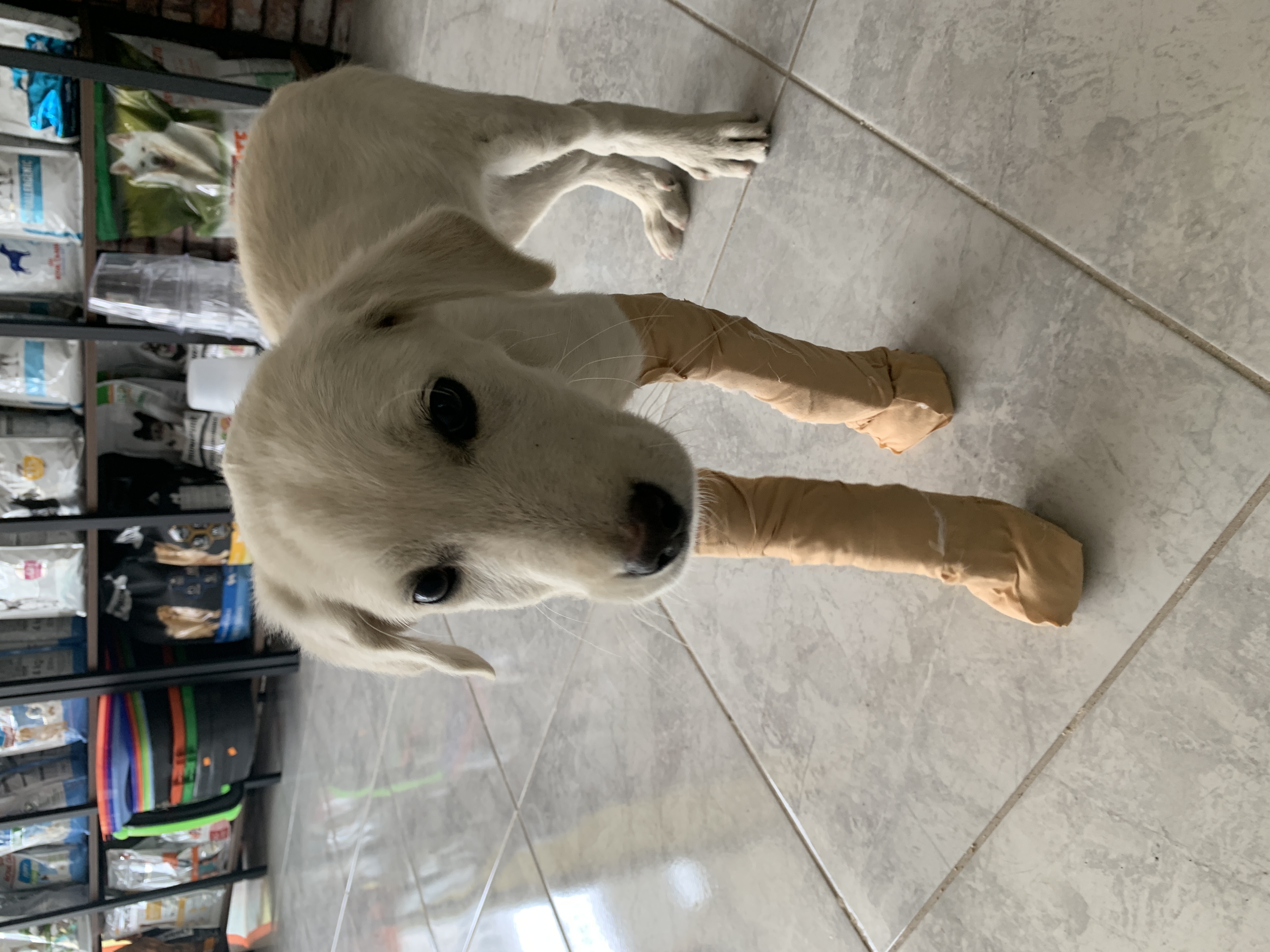 db Veteriner Fotoğraf