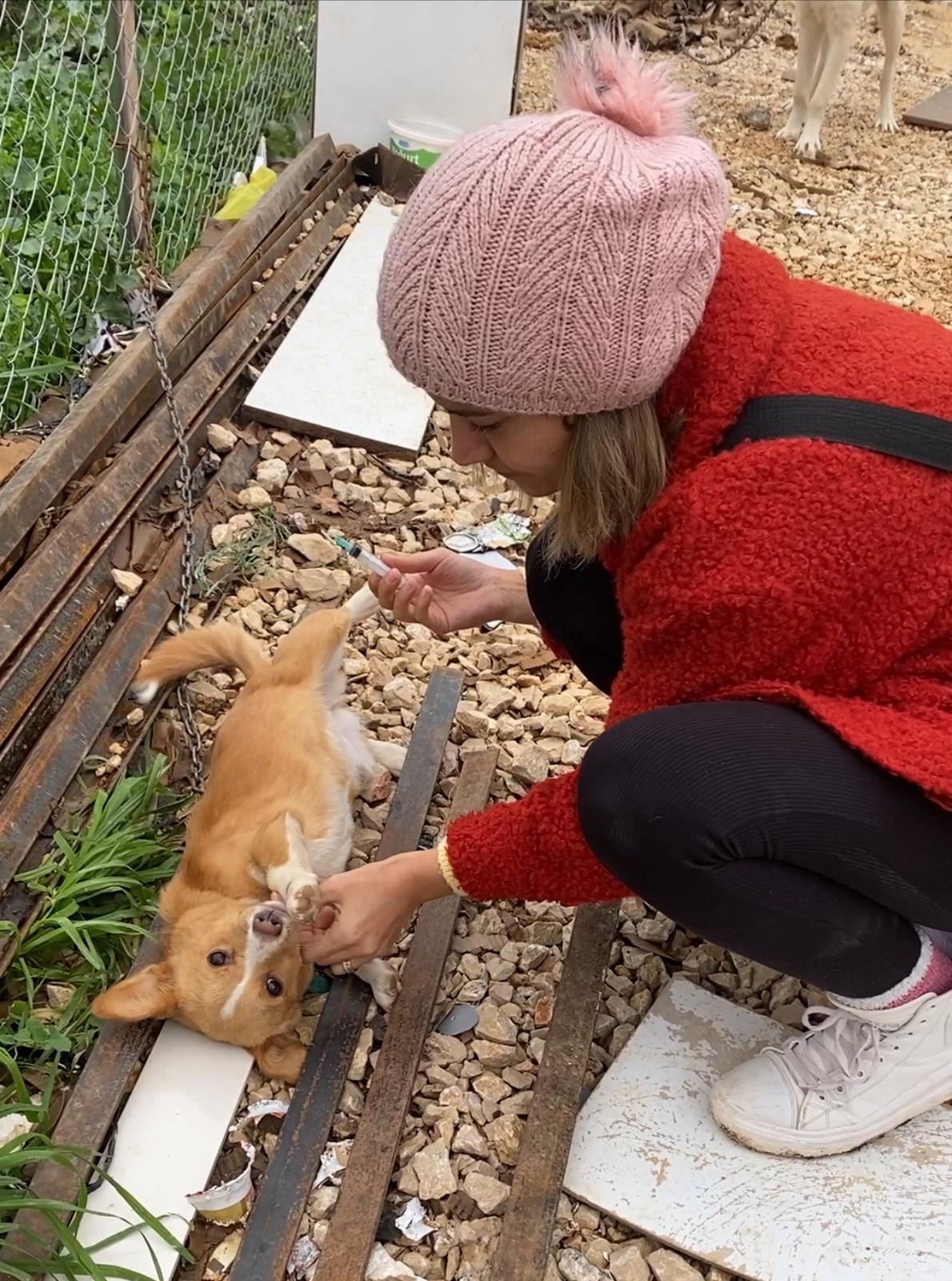 db Veteriner Fotoğraf